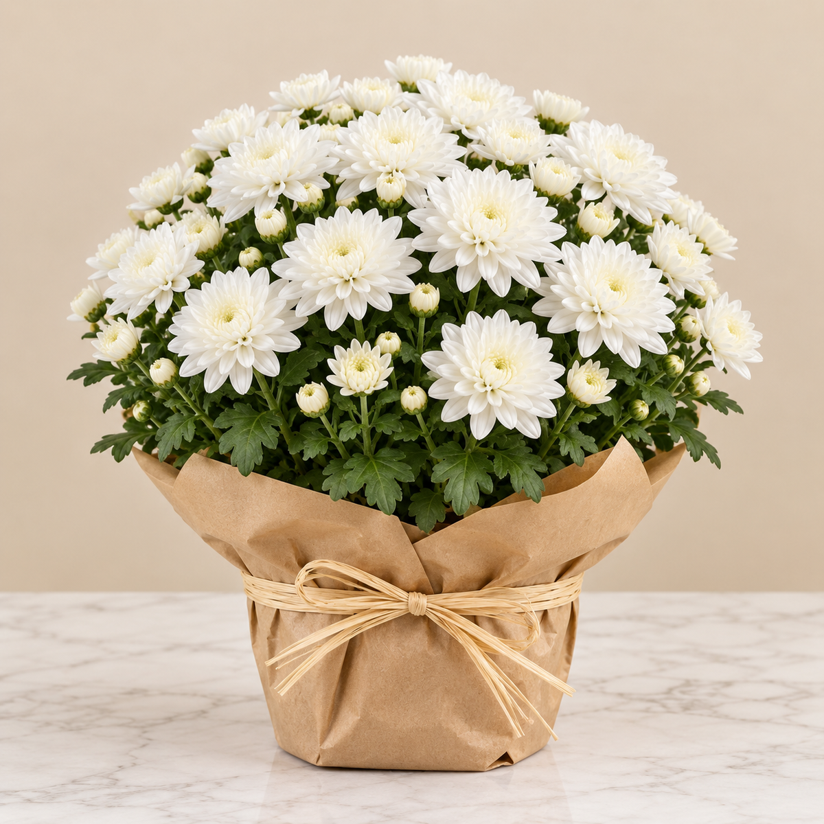 Chrysanthèmes pour la Toussaint – livraison au cimetière