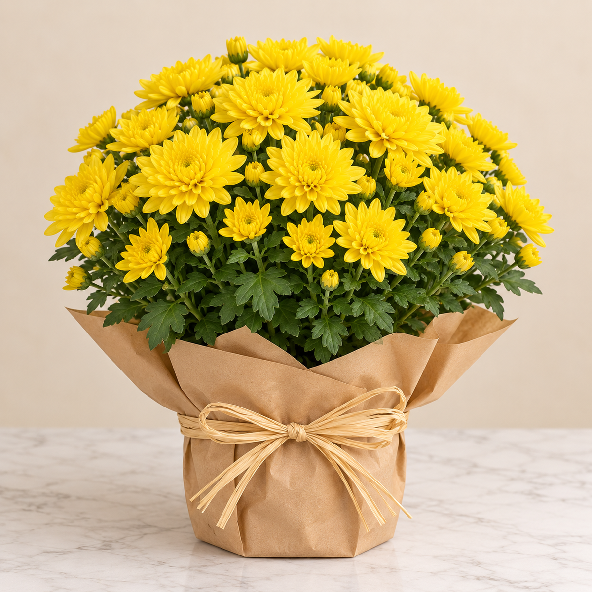 Chrysanthèmes pour la Toussaint – livraison au cimetière