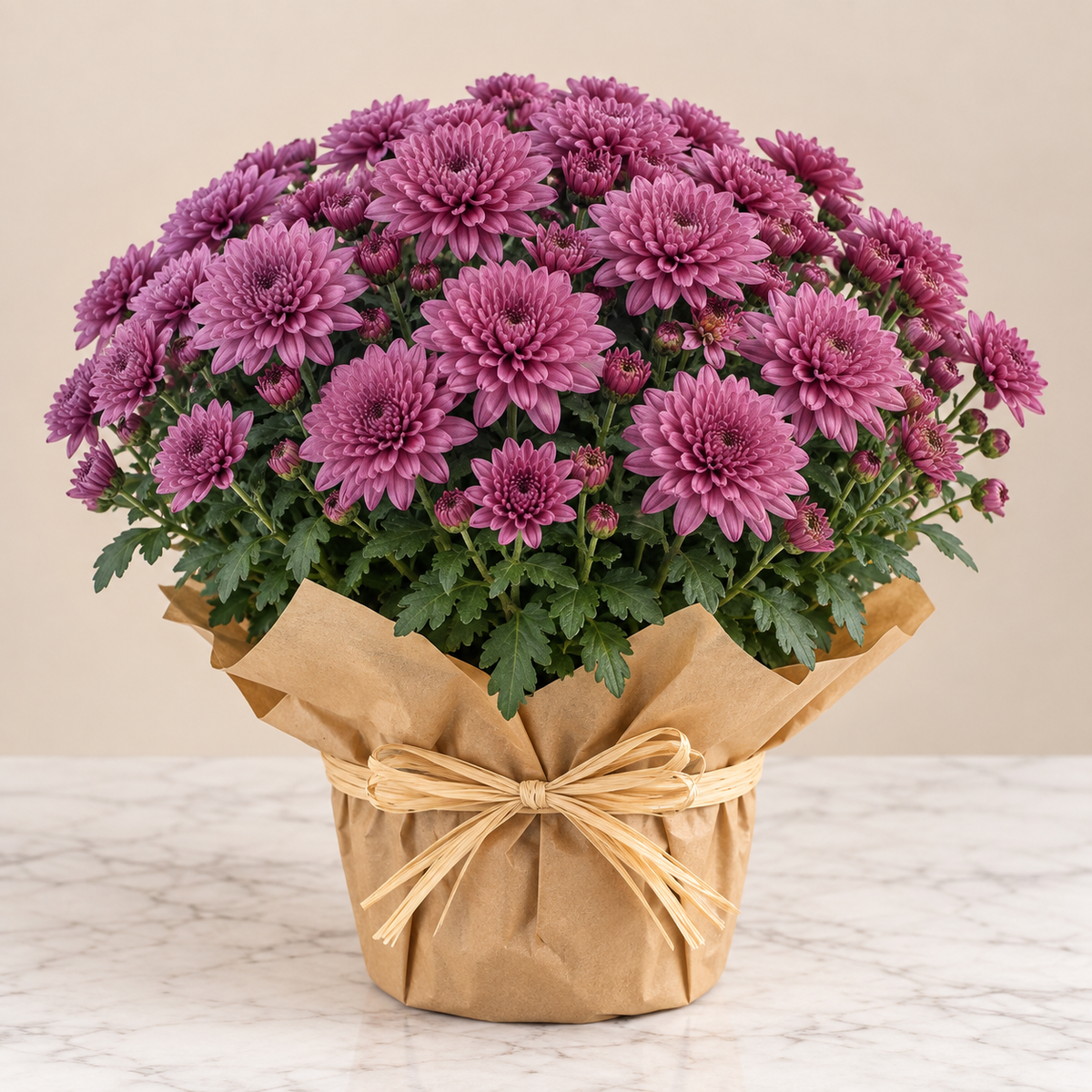 Chrysanthèmes pour la Toussaint – livraison au cimetière