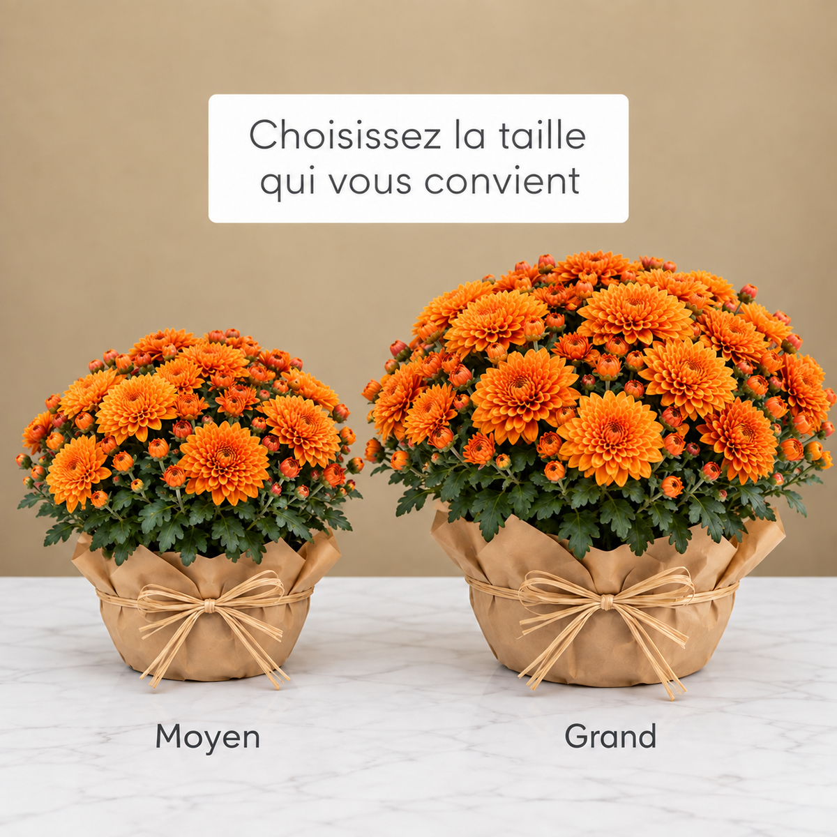Chrysanthèmes pour la Toussaint – livraison au cimetière